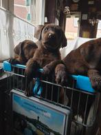 Prachtige lieve labrador pups, Dieren en Toebehoren, Honden | Retrievers, Spaniëls en Waterhonden, CDV (hondenziekte), 8 tot 15 weken