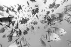 LIMITED EDITION: CHRISTIAN VIZL Atlantic Spadefish, Ophalen