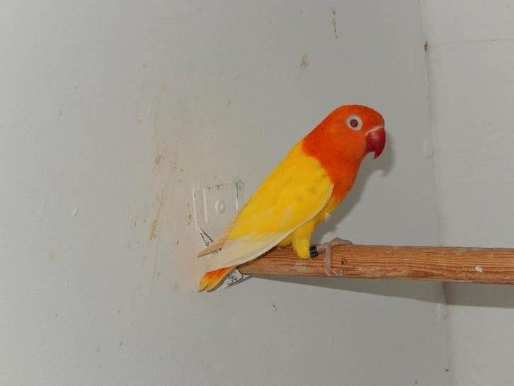 Vier Opaline fischeri poppen., Dieren en Toebehoren, Vogels | Parkieten en Papegaaien, Dwergpapegaai of Agapornis, Vrouwelijk