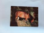 kaart paard veulen dier, Ophalen, 1980 tot heden, Ongelopen, Paard