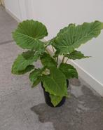 Volle pot met Olifantsoor, Alocasia Macrorrhiza. H 70-75 cm, Huis en Inrichting, Kamerplanten, Ophalen