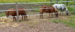 3 lieve shetlander merrie's, Dieren en Toebehoren, Pony's, Merrie, Onbeleerd, Recreatiepony, Gechipt