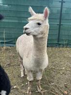 Alpaca hengst, Dieren en Toebehoren, Overige Dieren, December, Mannelijk