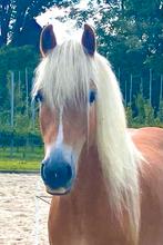 Super knappe grote haflinger ruin onbeleerd, Dieren en Toebehoren, Paarden, Gechipt, Minder dan 160 cm, Ruin, 3 tot 6 jaar