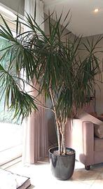 Drakenbloed boom kamerplant, Ophalen