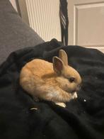 2 leuke konijntjes ( vrouwtjes ), Dieren en Toebehoren, Konijnen, Vrouwelijk, Klein, 0 tot 2 jaar