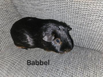 Lieve cavia beer zoekt goed huisje