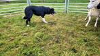 Border Collie teefje, Dieren en Toebehoren, Honden | Herdershonden en Veedrijvers, CDV (hondenziekte), 1 tot 2 jaar, Teef, Collie