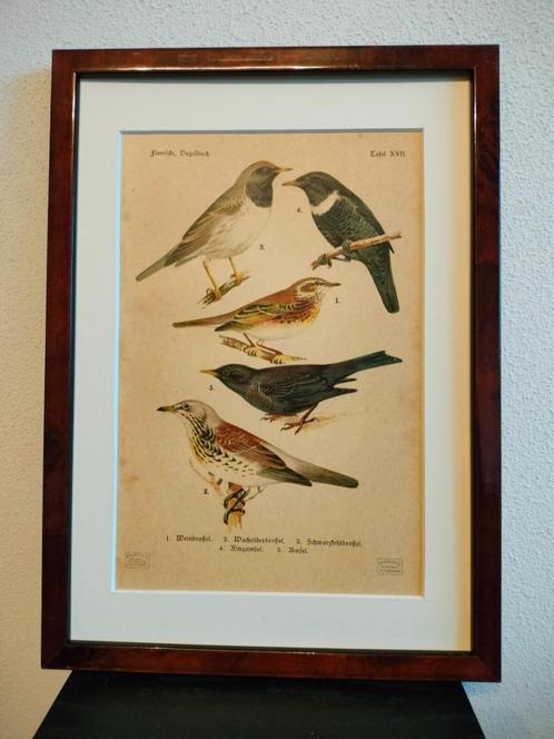 Litho Floericke Koperwiek Kramsvogel Beflijster 1922, Antiek en Kunst, Kunst | Litho's en Zeefdrukken, Ophalen of Verzenden