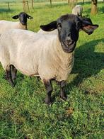 2 stamboek suffolk ooien te koop, Dieren en Toebehoren, Schapen, Geiten en Varkens, Vrouwelijk, Schaap