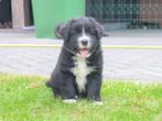 BOULAB PUPS - Labrador x Benner sennen, Dieren en Toebehoren, Honden | Niet-rashonden, Rabiës (hondsdolheid), 8 tot 15 weken, Groot
