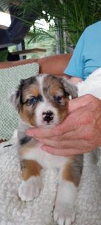 Unieke kruising pups, Australian shepherd x Toller x Border, Overige rassen, 8 tot 15 weken, Meerdere, Meerdere dieren