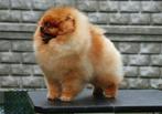 pomeranian pup,pomerian, dwergkees, type Facebear FCIstamboo, Rabiës (hondsdolheid), 15 weken tot 1 jaar, Reu, Eén hond