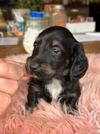 Langharige Teckels dwerg & standaard Mogen naar nieuwe baas, Dieren en Toebehoren, Nederland, 8 tot 15 weken, Dwerg, Langhaar