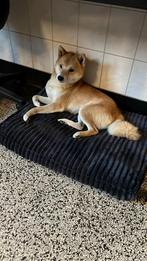Dekreu Shiba Inu, CDV (hondenziekte), Eén hond, 3 tot 5 jaar, Nederland