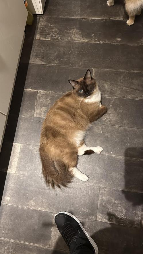 Ragdoll kater met stamboom, Dieren en Toebehoren, Katten en Kittens | Raskatten | Langhaar, Kater, 0 tot 2 jaar, Met stamboom
