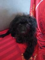 Maltipoo., Dieren en Toebehoren, Honden | Chihuahua's en Gezelschapshonden, Poedel, Rabiës (hondsdolheid), 15 weken tot 1 jaar