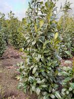 Laurierstruiken, Tuin en Terras, Planten | Struiken en Hagen, Ophalen, Overige soorten