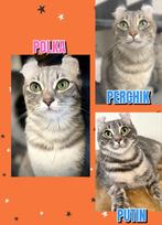 American curl katten/ poes /katers, Meerdere dieren, Kortharig, 0 tot 2 jaar