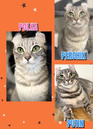 American curl katten/ poes /katers beschikbaar voor biedingen