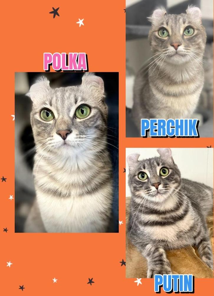 American curl katten/ poes /katers, Dieren en Toebehoren, Katten en Kittens | Overige Katten, Kortharig, Meerdere dieren, 0 tot 2 jaar