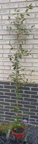 Steeneik 1.70 Quercus ilex Groenblijvende boom, Tuin en Terras, Bloeit niet, Halfschaduw, Overige soorten, 100 tot 250 cm