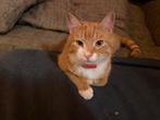 Gezocht kater ….Maatje gezocht voor Ziggy, Kater, 0 tot 2 jaar