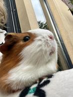 Gezocht: caviazeugje van ong.5 jaar oud, Dieren en Toebehoren, Knaagdieren, September, Vrouwelijk, Cavia
