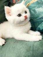 Laatste Raszuivere Britse Korthaar Katertje!Geboren 03-03-24, Dieren en Toebehoren, Katten en Kittens | Raskatten | Korthaar, Ontwormd