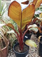Ensete Maurelii, Ophalen, Bloeit niet, Overige soorten, Volle zon