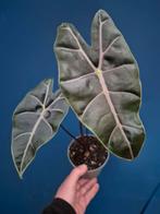 Alocasia Longiloba Purple Veins p12 (6)