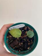 Anthurium Red Crystallinum x Portilliae, Huis en Inrichting, Kamerplanten, Ophalen, Halfschaduw, Minder dan 100 cm