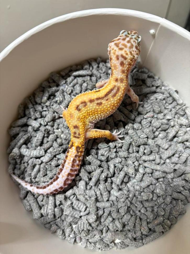 Tremper luipaardgekko vrouw