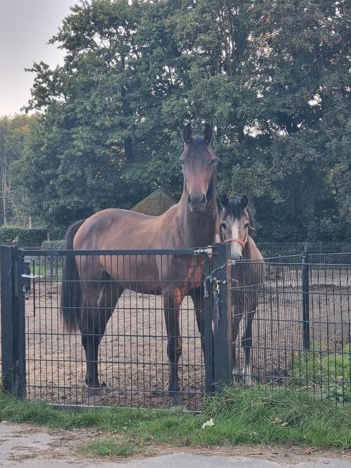 Merrie veulen, Dieren en Toebehoren, Paarden, Merrie, Onbeleerd, 165 tot 170 cm, 0 tot 2 jaar, Dressuurpaard, Met stamboom, Gechipt