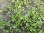 Boerenkoolplanten, boerenkool, Tuin en Terras, Planten | Tuinplanten, Ophalen, Zomer, Overige soorten, Volle zon