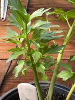 Maggiplant in pot, Ophalen, Vaste plant, Bloeit niet, Halfschaduw