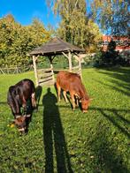 Te koop 2 zeeboe osjes., Dieren en Toebehoren, Runderen, Vrouwelijk