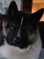 Laatste Prachtige aparte mix pups, Overige rassen, Meerdere, Meerdere dieren, Nederland