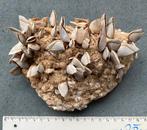 Piepschuim met Eendenmossel, Ophalen of Verzenden