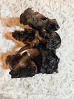 Mooi stuk hout voor aquarium, Dieren en Toebehoren, Vissen | Aquaria en Toebehoren, Ophalen, Zo goed als nieuw, Sierelement