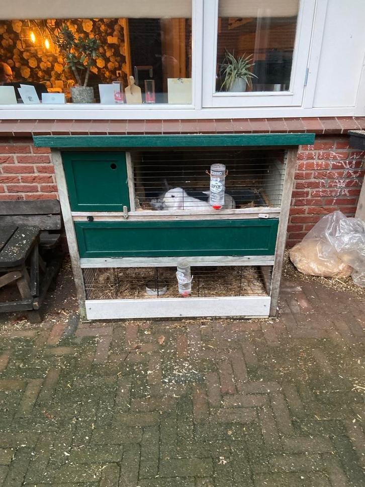 Tamme konijnen met konijnenhok, Dieren en Toebehoren, Konijnen, Vrouwelijk, Hangoor