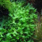 Gratis aquariumplantjes, Dieren en Toebehoren, Vissen | Aquaria en Toebehoren, Ophalen, Nieuw, Plant(en), Steen of Hout