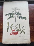 litho Sorbus aucuparia (wilde Lijsterbes), Ophalen of Verzenden