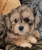 knappe shih tzu - maltezer boomer pups 2 merle teefjes, Maltezer, 8 tot 15 weken, Teef, CDV (hondenziekte)