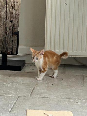 2 speelse kittens zoeken een warm thuis beschikbaar voor biedingen