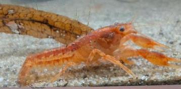 Cpo kreeftjes dwergkreeft beschikbaar voor biedingen