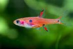 Boraras Maculatus - Dwergrasbora, Vis, Zoetwatervis