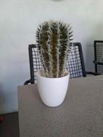 Cactus kunst cactus, Ophalen of Verzenden, Zo goed als nieuw, Binnen