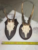 Schedeltjes Jachttrofee wanddecoratie, Ophalen of Verzenden