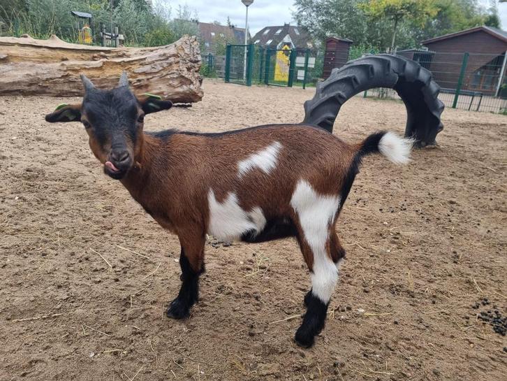 Lief jong geitje Cae en cl vrij, Dieren en Toebehoren, Schapen, Geiten en Varkens, Geit, Vrouwelijk, 0 tot 2 jaar
